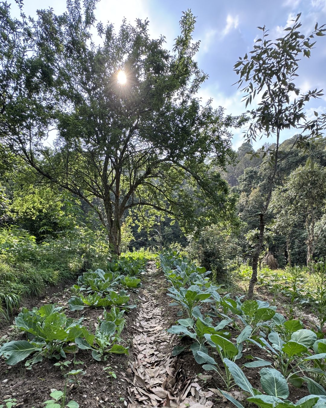 Anityatva Kumaon Hub, Almora