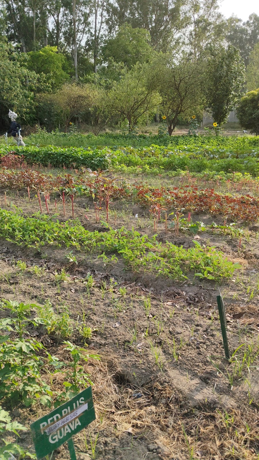 Bector Permaculture Farm Estate, Ludhiana