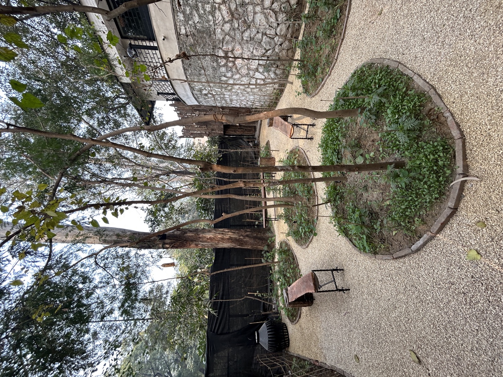 Lodi Garden Restaurant kitchen garden