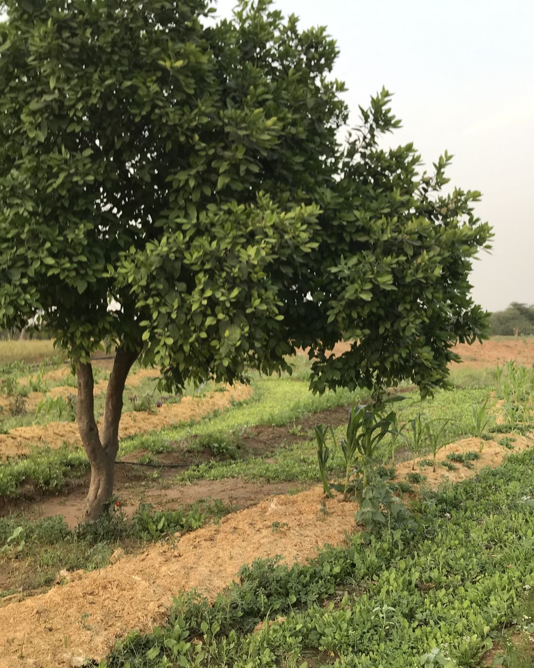 Manesar permaculture site